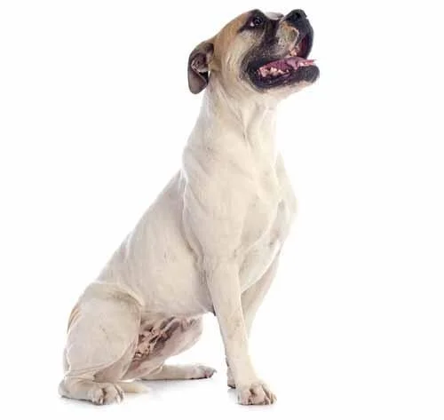 BREED-Hero-American-Bulldog_0 quiz