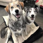 DOG QUIZ