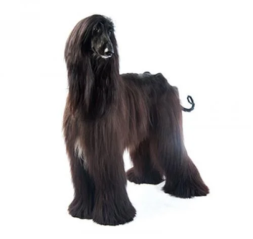 afghan_hound