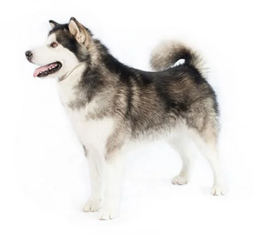 alaskan_malamute dog quiz