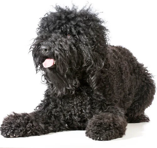 barbet