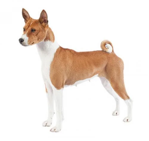 basenji dog quiz